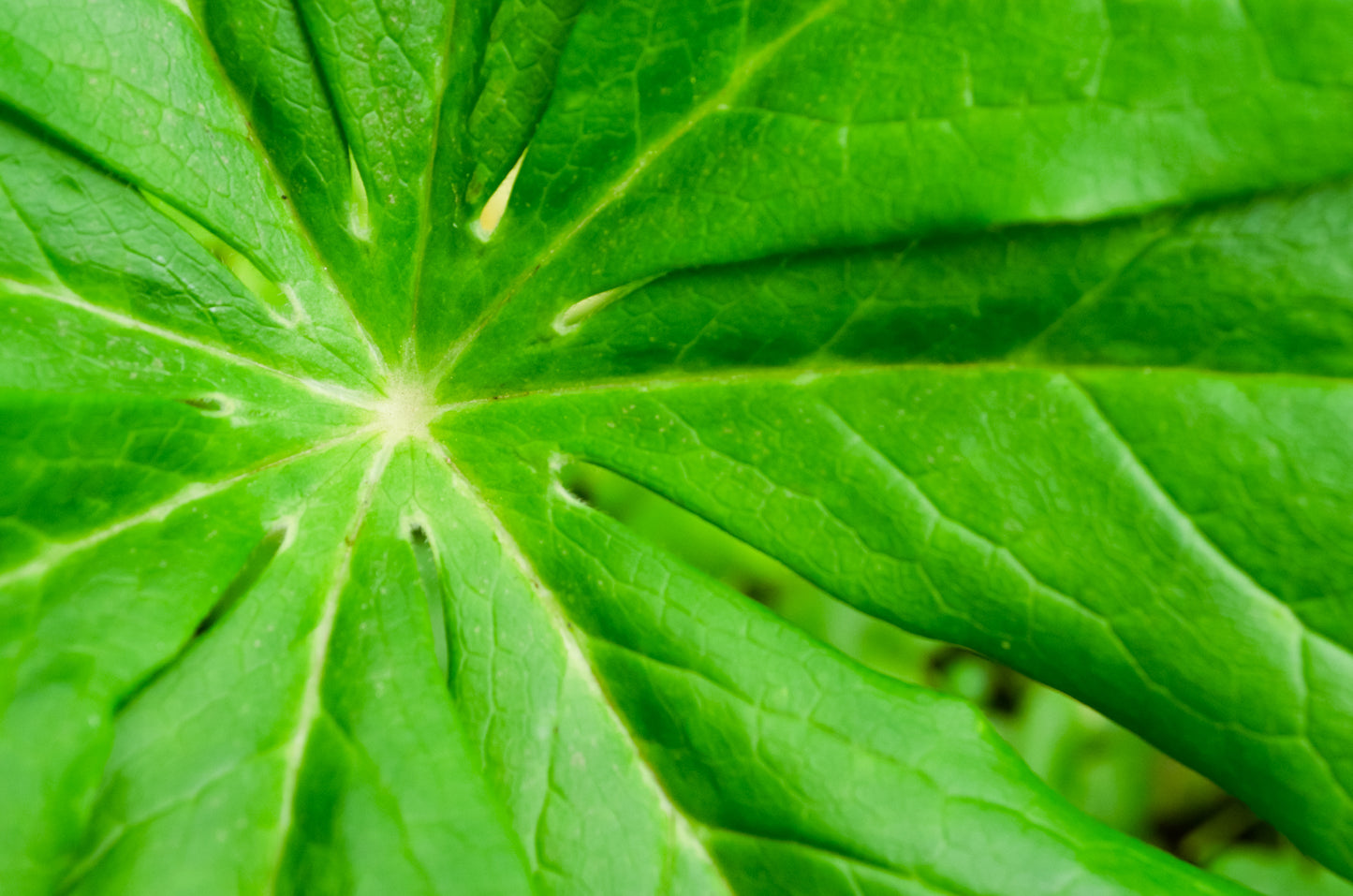 Peaceful Greenery Botanical / Nature Photo Fine Art Canvas Wall Art Prints - PIPAFINEART