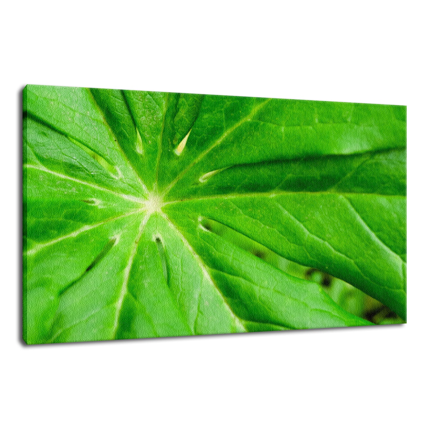 Peaceful Greenery Botanical / Nature Photo Fine Art Canvas Wall Art Prints - PIPAFINEART