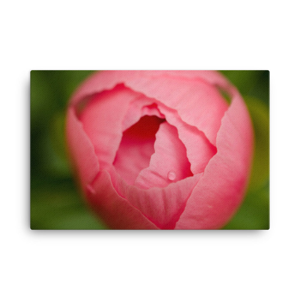 Peony Bud Floral Botanical Nature Photo Canvas Wall Art Prints