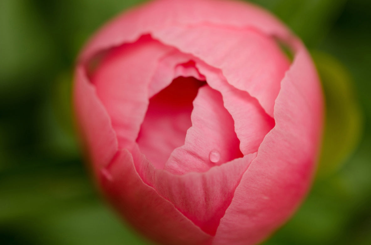 Peony Bud Nature / Floral Photo Fine Art Canvas Wall Art Prints - PIPAFINEART