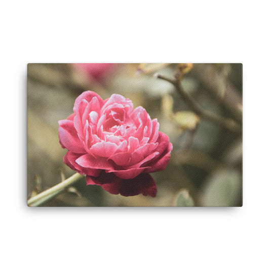 Perfect Petals Colorized Floral Botanical Nature Photo Canvas Wall Art Prints