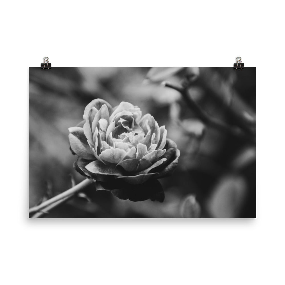 Perfect Petals Black and White Floral Nature Photo Loose Unframed Wall Art Prints - PIPAFINEART
