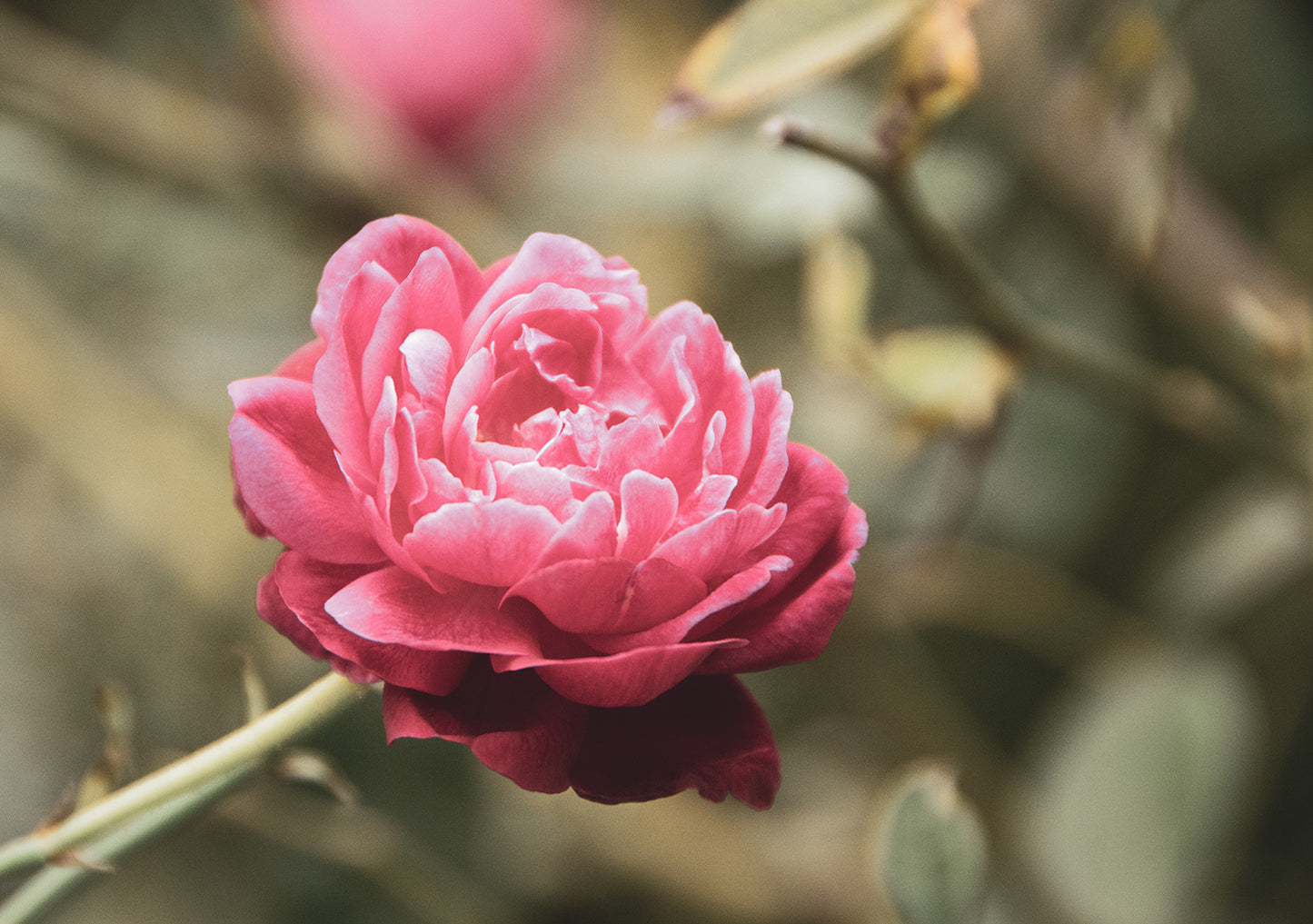 Perfect Petals Colorized Floral Nature Photo Fine Art Canvas Wall Art Prints  - PIPAFINEART