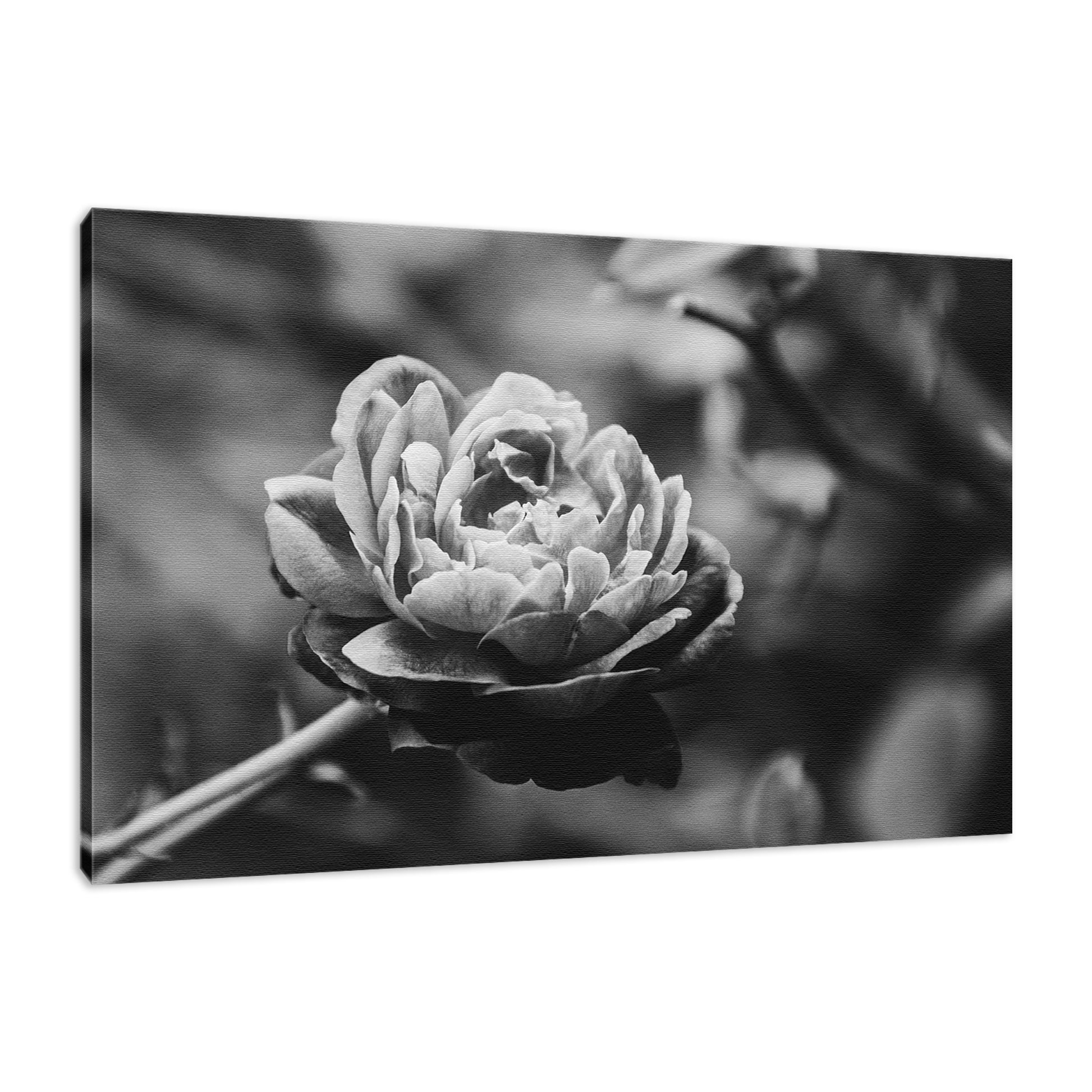 Perfect Petals Black & White Floral Nature Photo Fine Art Canvas Wall Art Prints  - PIPAFINEART