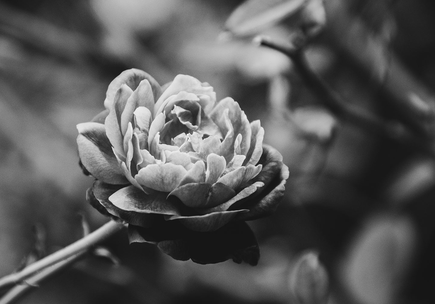 Perfect Petals Black and White Nature Photo DIY Wall Decor Instant Download Print - Printable - PIPAFINEART