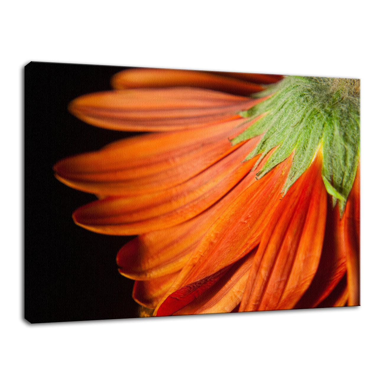 Petite Petals Nature / Floral Photo Fine Art Canvas Wall Art Prints - PIPAFINEART