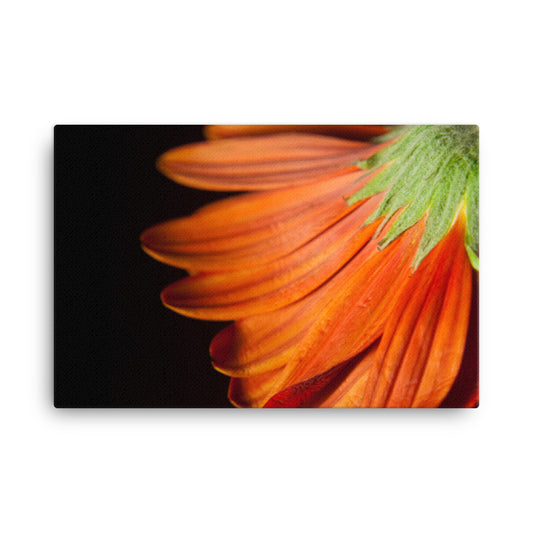 Petite Petals Floral Botanical Nature Photo Canvas Wall Art Prints