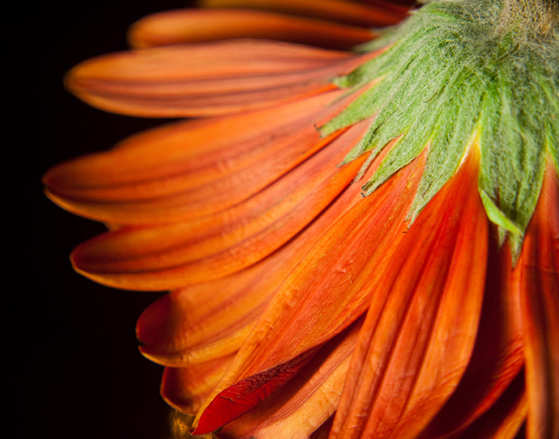 Petite Petals Nature / Floral Photo Fine Art Canvas Wall Art Prints - PIPAFINEART