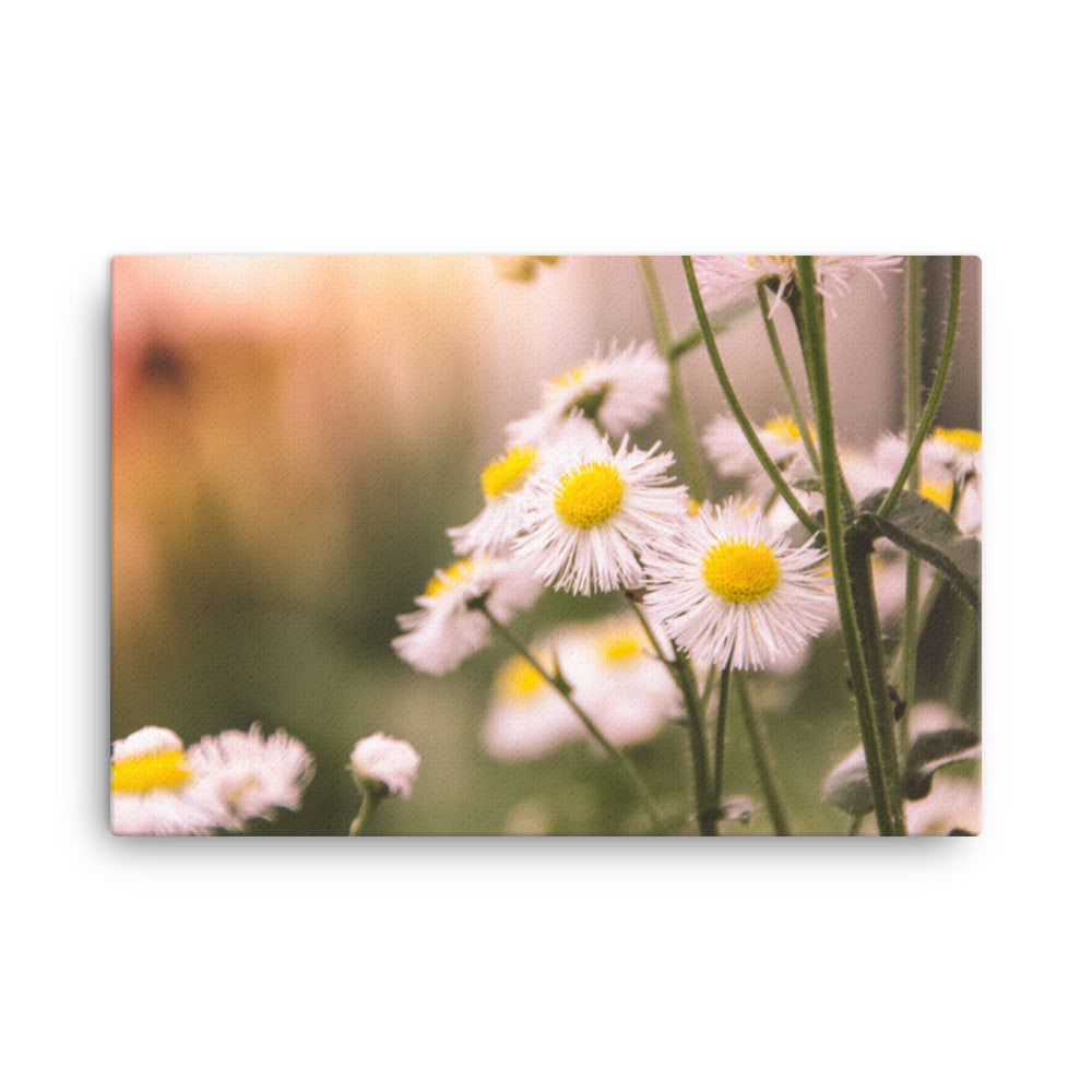 Philadelphia Fleabane Cluster Softened Floral Botanical Nature Photo Canvas Wall Art Prints