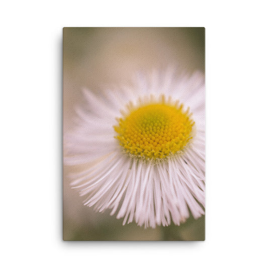 Philadelphia Fleabane Single Bloom Floral Botanical Nature Photo Canvas Wall Art Prints