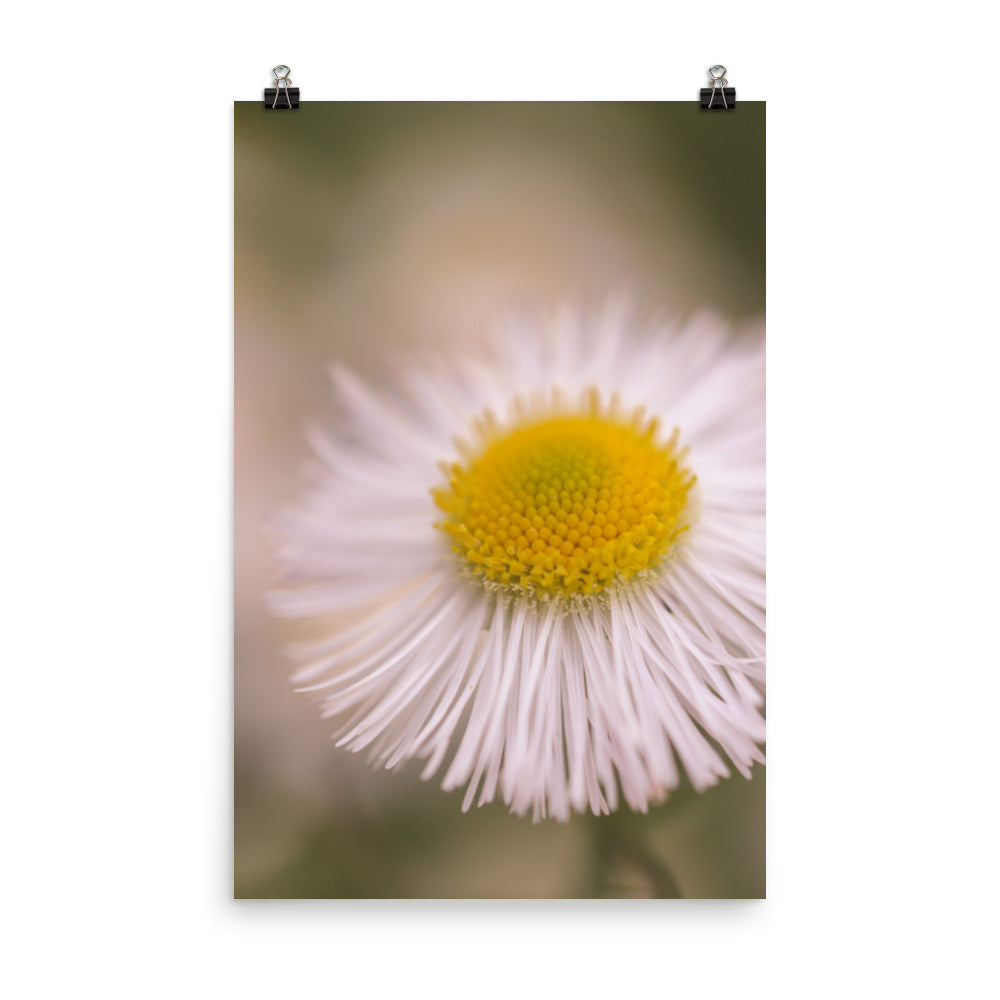 Philadelphia Fleabane Single Bloom Floral Nature Photo Loose Unframed Wall Art Prints - PIPAFINEART