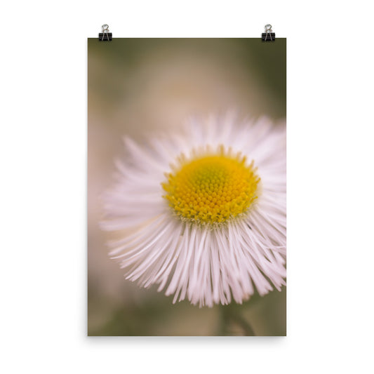 Philadelphia Fleabane Single Bloom Floral Nature Photo Loose Unframed Wall Art Prints - PIPAFINEART