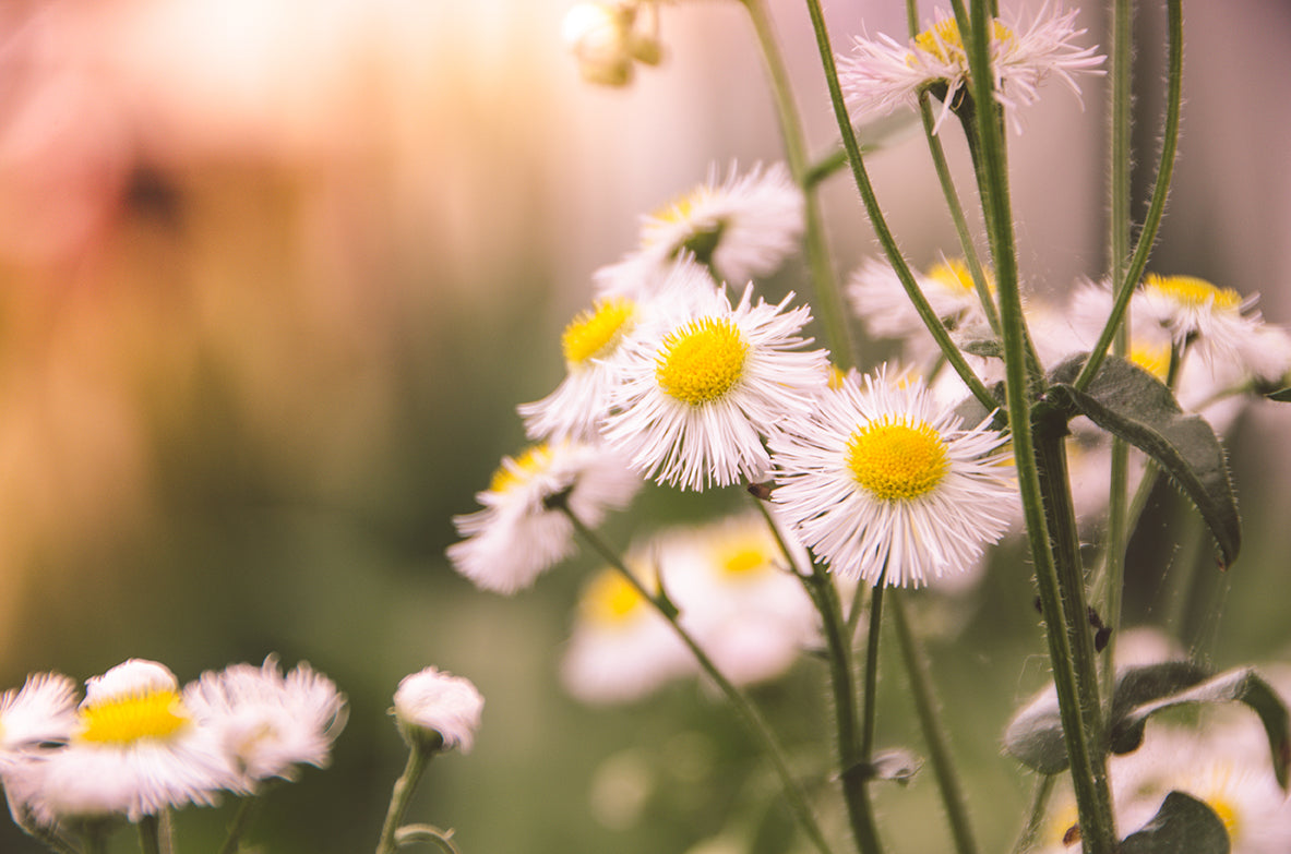 Philadelphia Fleabane Cluster Softened Floral Photo Fine Art Canvas Wall Art Prints - PIPAFINEART