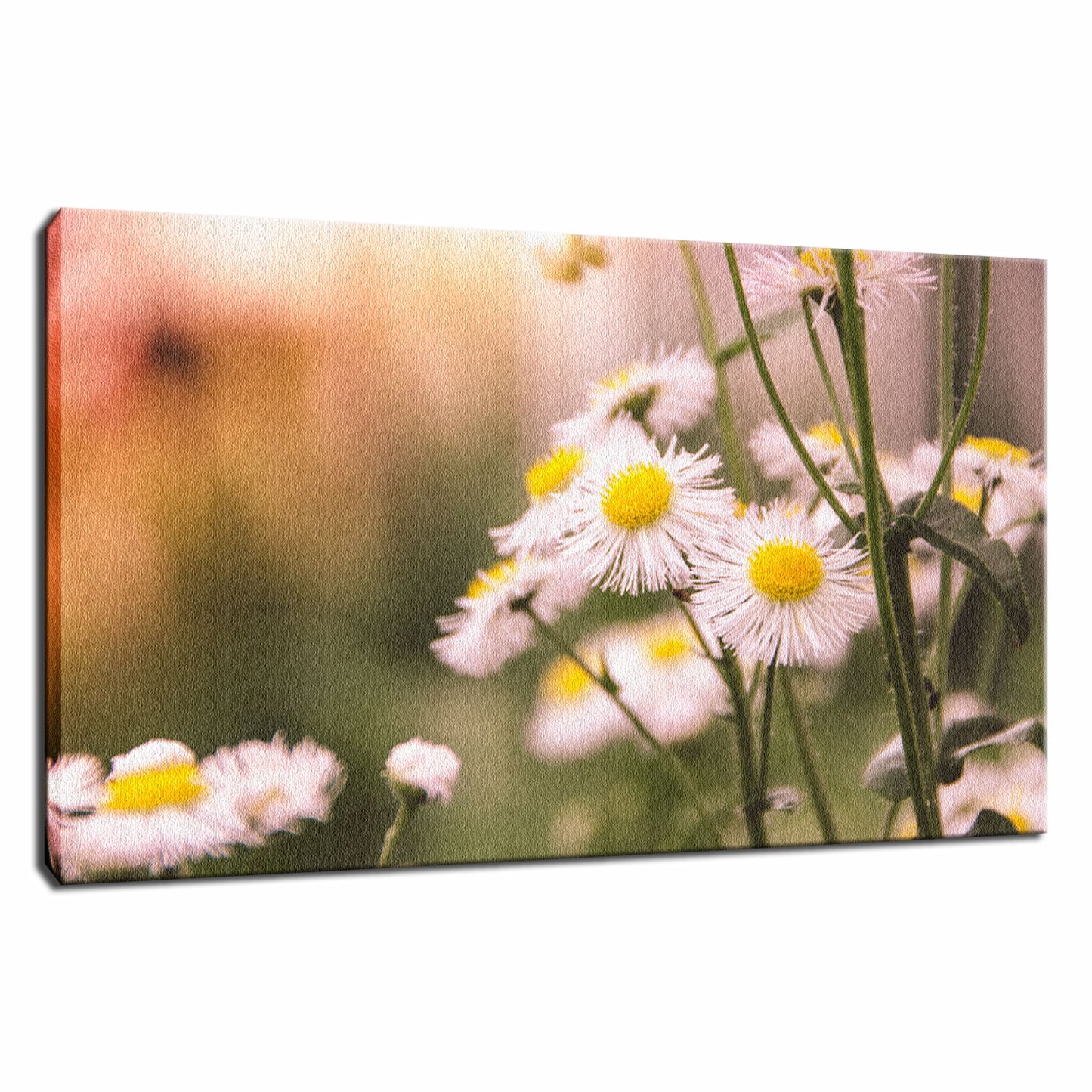 Philadelphia Fleabane Cluster Softened Floral Photo Fine Art Canvas Wall Art Prints - PIPAFINEART