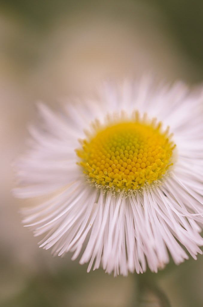Philadelphia Fleabane Single Bloom DIY Wall Decor Instant Download Print - Printable Wall Art - PIPAFINEART