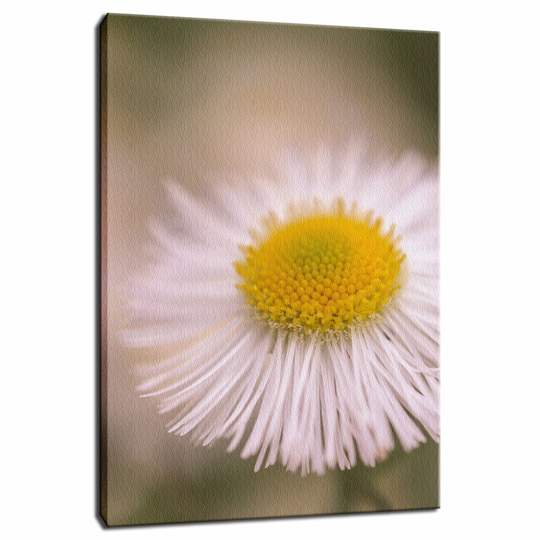 Philadelphia Fleabane Single Bloom Floral Photo Fine Art Canvas Wall Art Prints  - PIPAFINEART