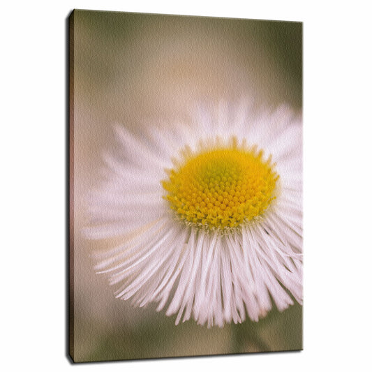Philadelphia Fleabane Single Bloom Floral Photo Fine Art Canvas Wall Art Prints  - PIPAFINEART