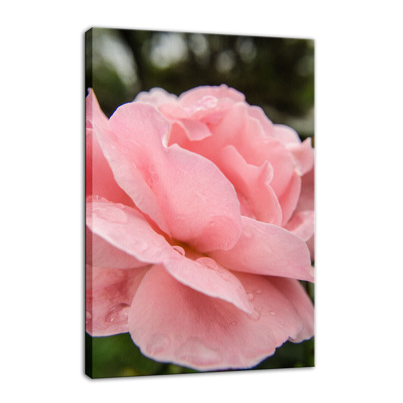 Pink Passion Nature / Floral Photo Fine Art Canvas Wall Art Prints - PIPAFINEART
