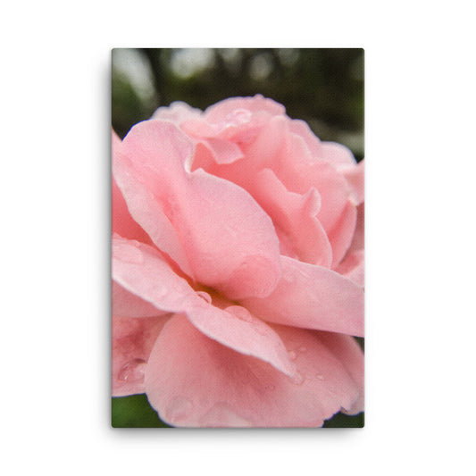Pink Passion Rose Floral Botanical Nature Photo Canvas Wall Art Prints