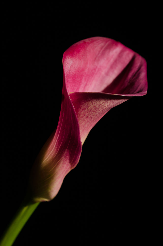 Pink Calla Lily Flower on Black Nature / Floral Photo Fine Art Canvas Wall Art Prints  - PIPAFINEART