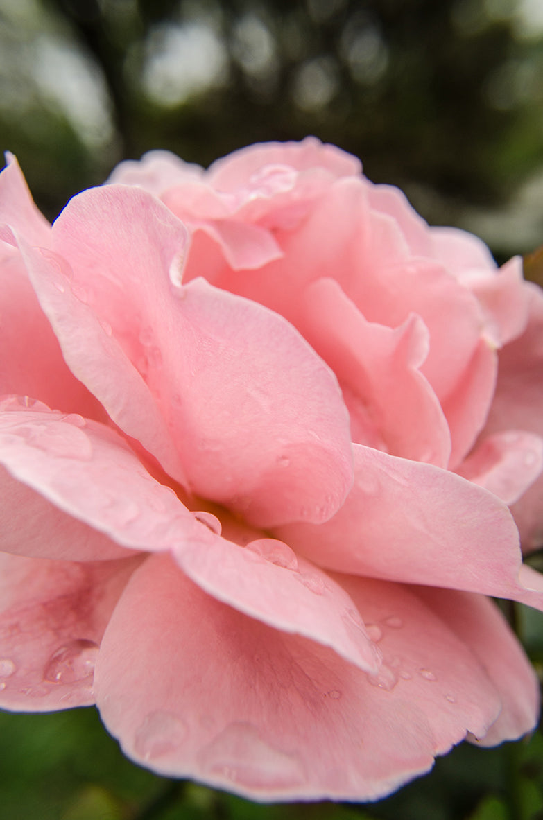 Pink Passion Nature / Floral Photo Fine Art Canvas Wall Art Prints - PIPAFINEART