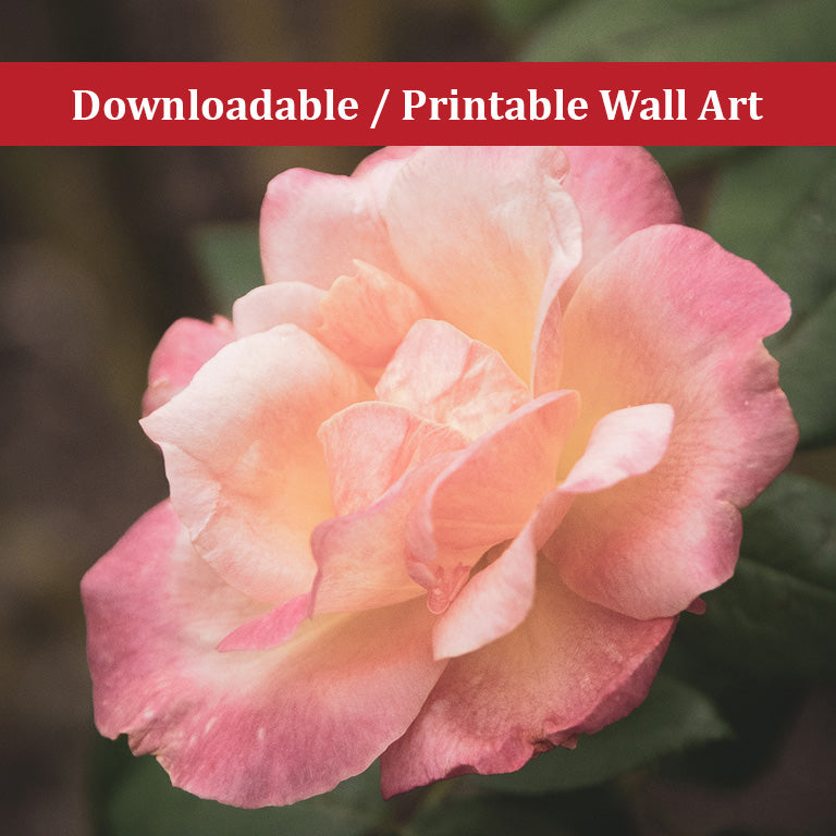 Pink and White Softened Rose Nature Photo DIY Wall Decor Instant Download Print - Printable - PIPAFINEART