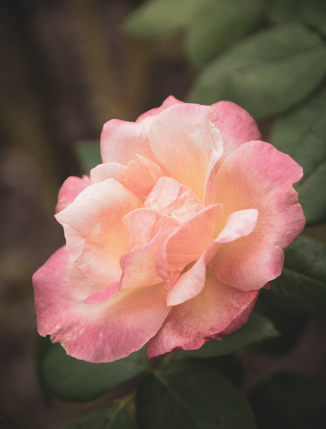 Pink and White Softened Rose Nature Photo DIY Wall Decor Instant Download Print - Printable - PIPAFINEART