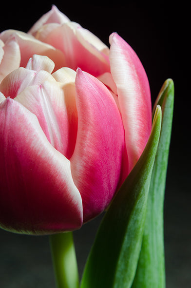 Pink and White Tulip Nature / Floral Photo Fine Art Canvas Wall Art Prints - PIPAFINEART