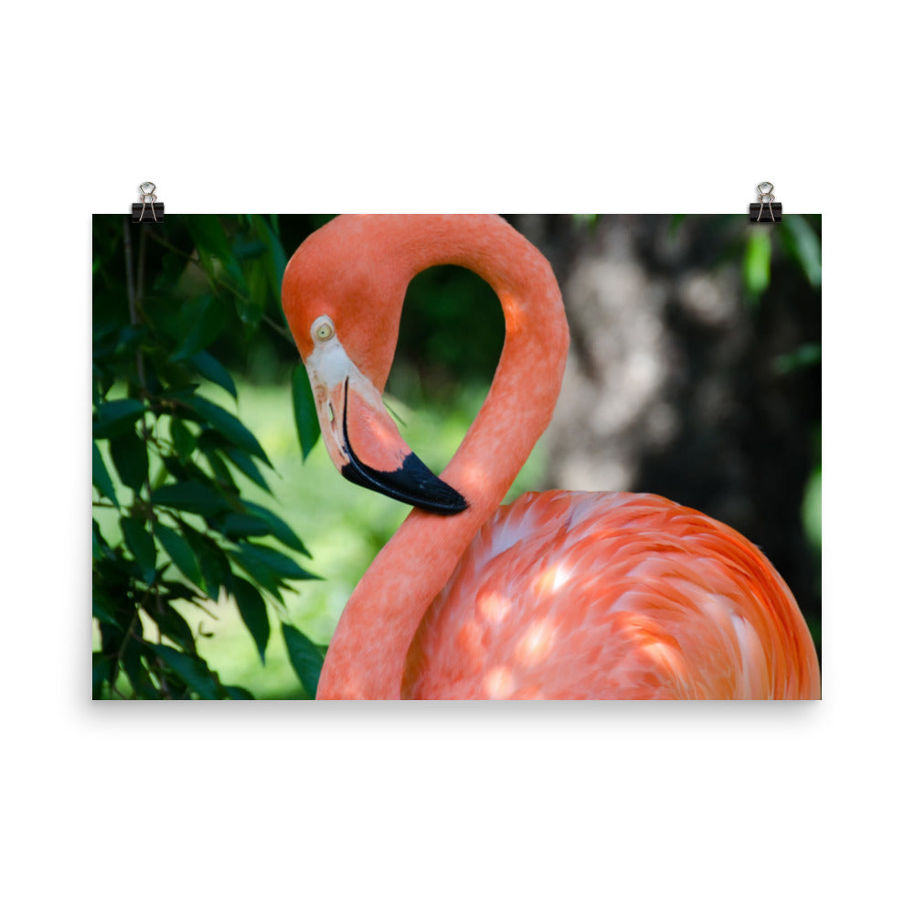 Pinky the Flamingo Coastal Bird Wildlife Photograph Loose Wall Art Print