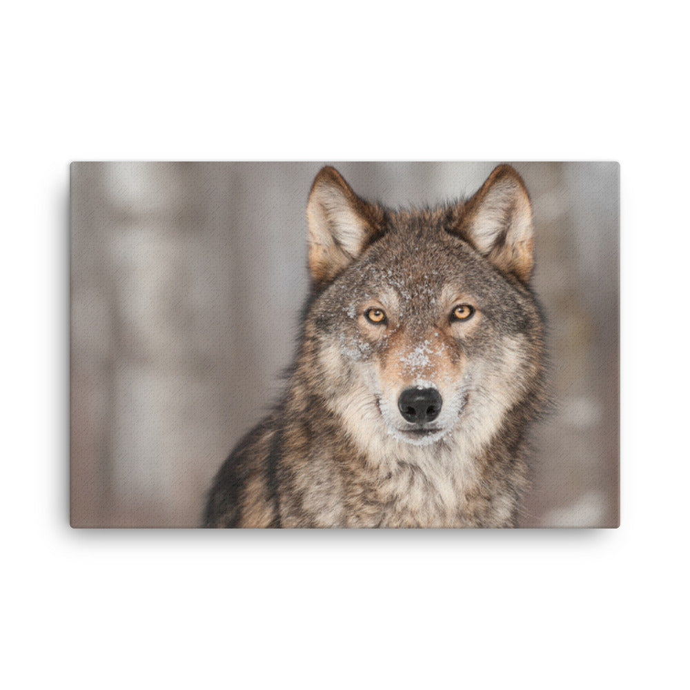 Portrait of Gray Wolf In The Forest Animal Wildlife Nature Photograph Canvas Wall Art Prints