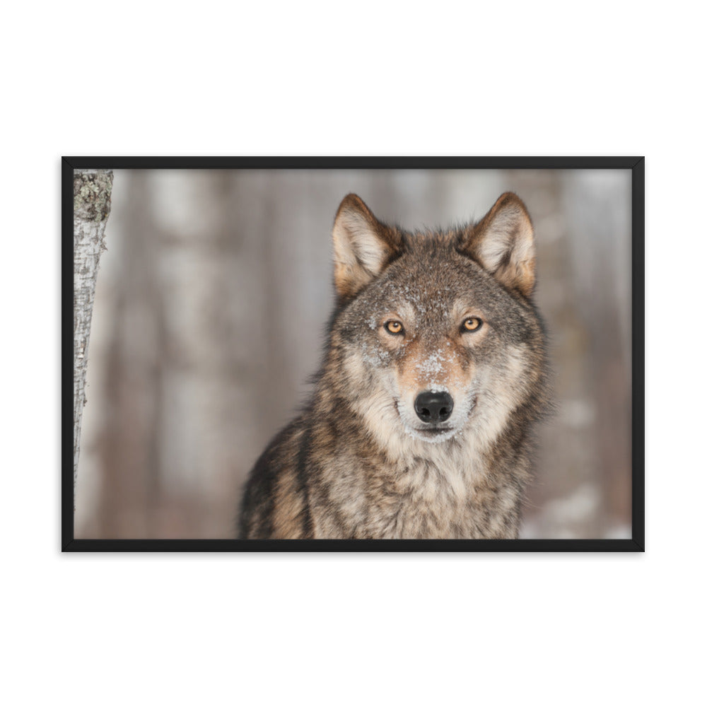 Portrait of Gray Wolf In The Forest Animal Wildlife Nature Photograph Framed Wall Art Prints