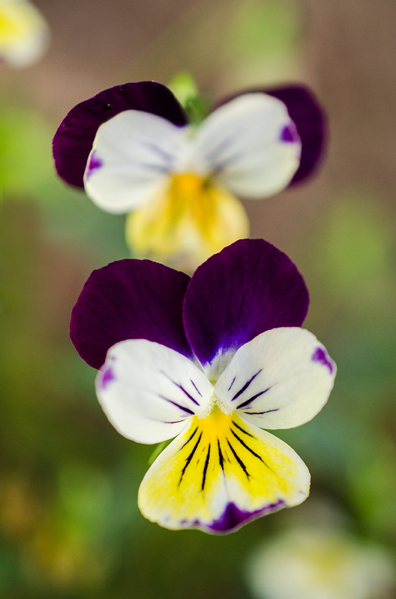 Pretty Little Violets Floral Nature Photo DIY Wall Decor Instant Download Print - Printable - PIPAFINEART