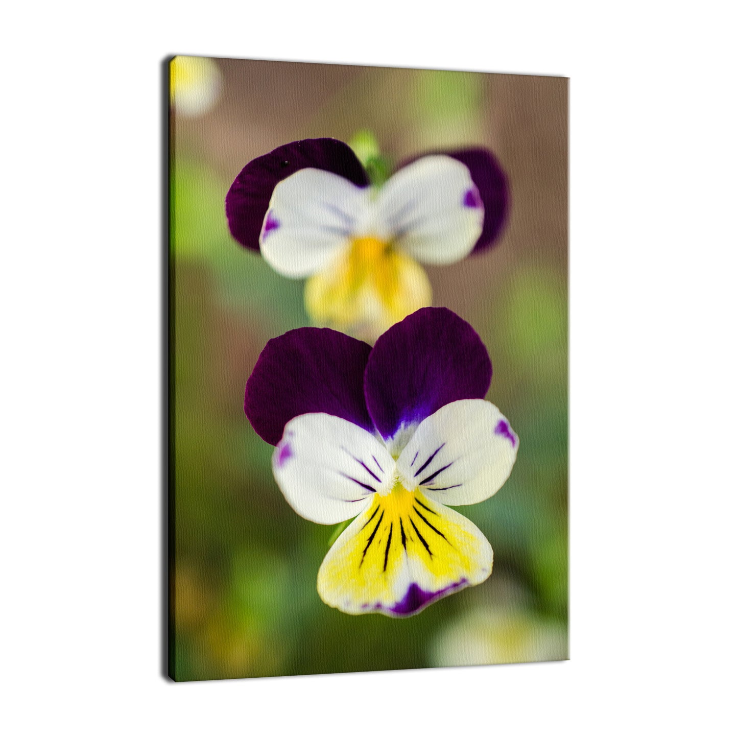 Pretty Little Violets Nature / Floral Photo Fine Art & Unframed Wall Art Prints  - PIPAFINEART