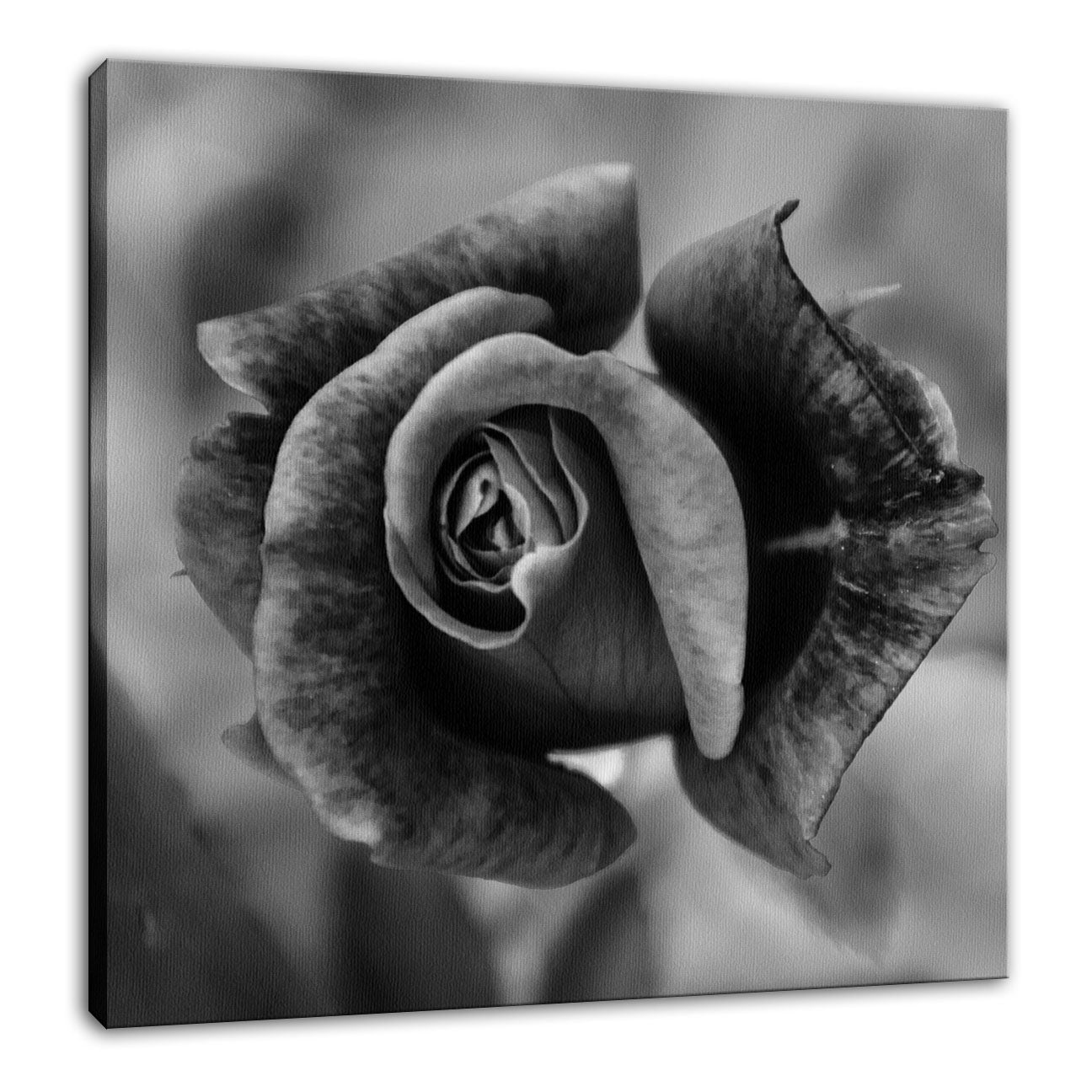 Prince Albert Rose in Black and White - Square Nature / Floral Photo Fine Art & Unframed Wall Art Prints  - PIPAFINEART