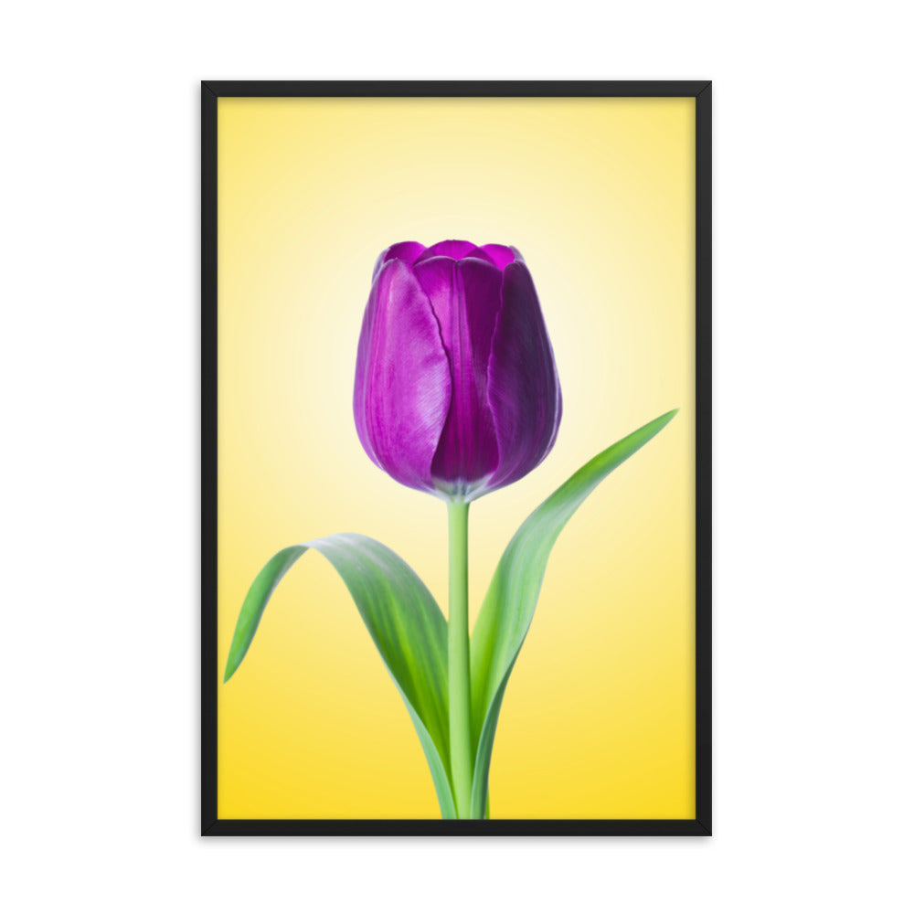 Purple Tulip on Yellow Minimal Floral Nature Photo Framed Wall Art Print