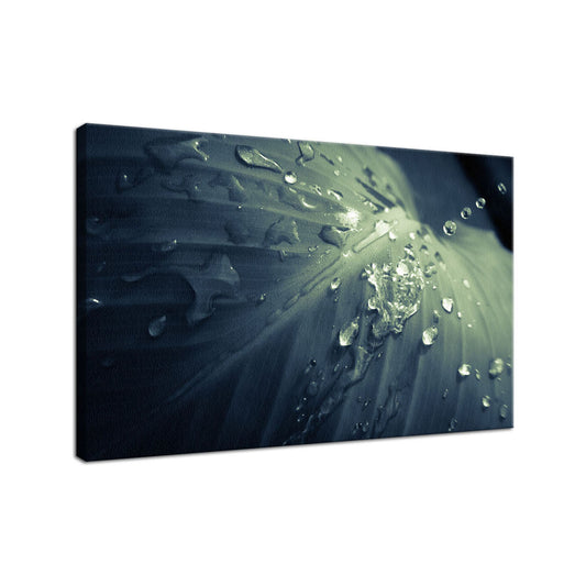 Rain Dropping on Canna Leaf Plant Colorized Botanical Photo Fine Art Canvas Wall Art Prints  - PIPAFINEART