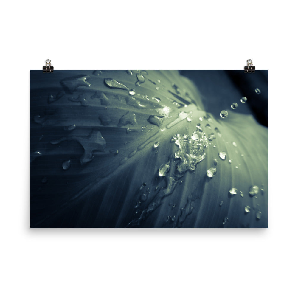 Rain Dropping on Canna Leaf Botanical Nature Photo Loose Unframed Wall Art Prints - PIPAFINEART