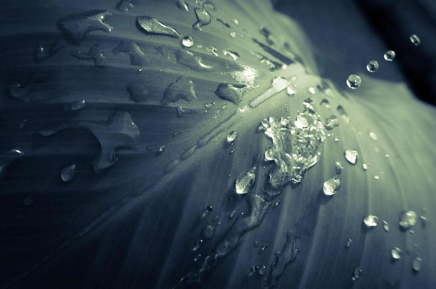 Rain Dropping on Canna Leaf Plant Colorized Botanical Photo Fine Art Canvas Wall Art Prints - PIPAFINEART