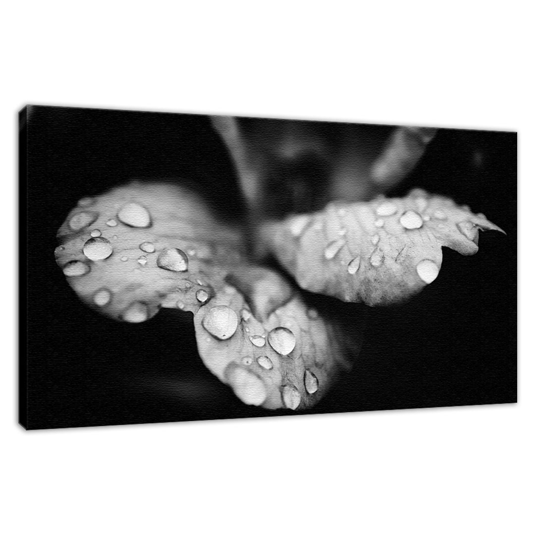 Raindrops on Wild Rose in Black and White Floral Photo Fine Art Canvas Wall Art Prints - PIPAFINEART