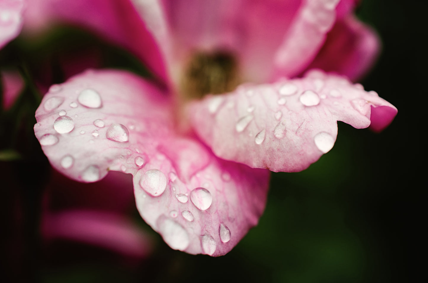 Raindrops on Wild Rose Nature / Floral Photo Fine Art Canvas Wall Art Prints - PIPAFINEART