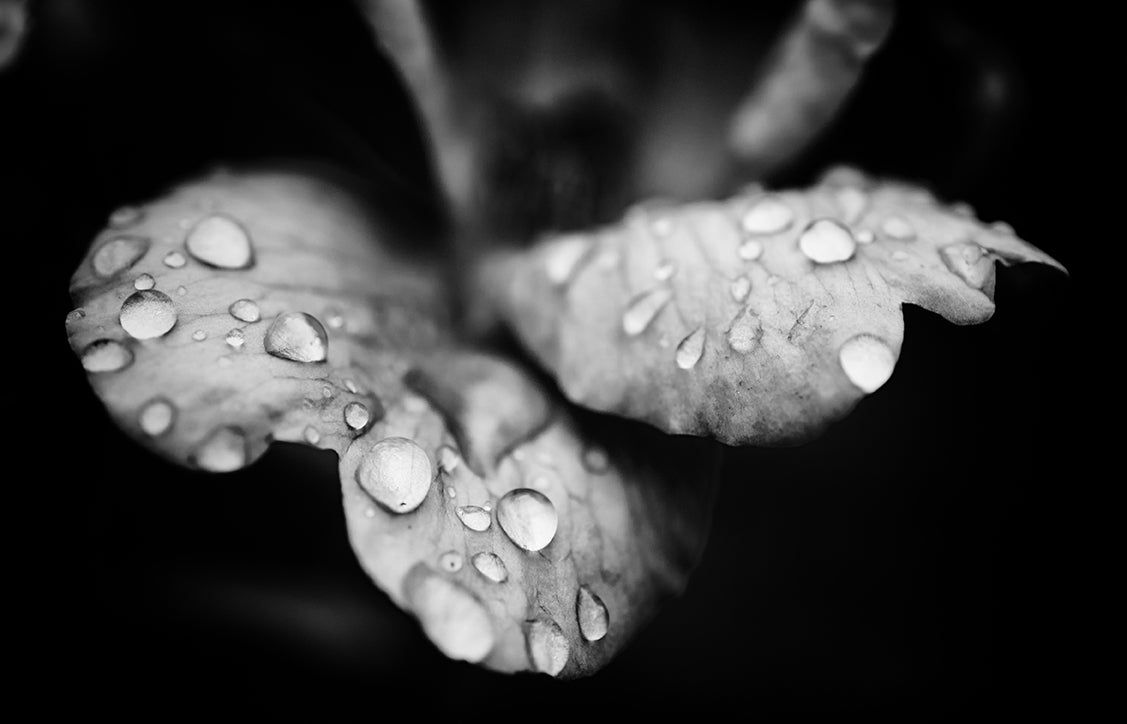 Raindrops on Wild Rose in Black and White Floral Nature Photo DIY Wall Decor Instant Download Print - Printable  - PIPAFINEART