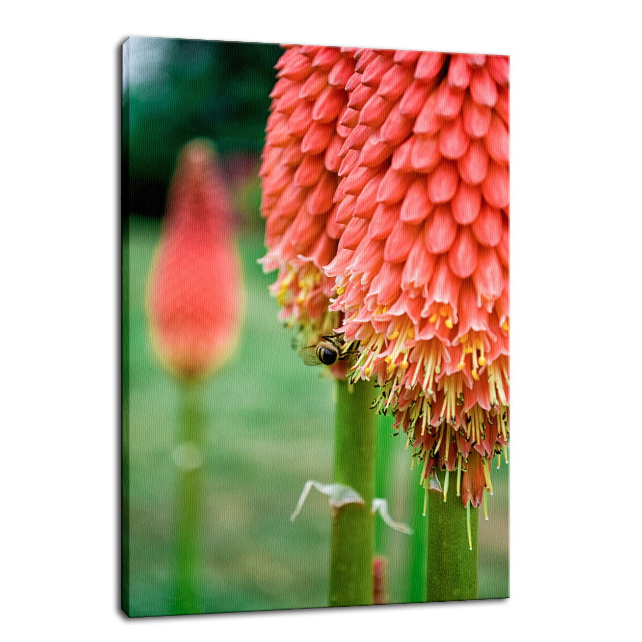 Red Hot Pokers Nature / Floral Photo Fine Art Canvas Wall Art Prints - PIPAFINEART