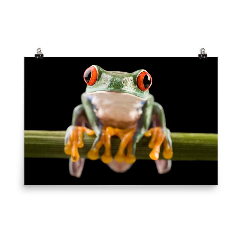 Red Eyed Tree Frog Sitting on Branch Animal Wildlife Nature Photo Loose Wall Art Print