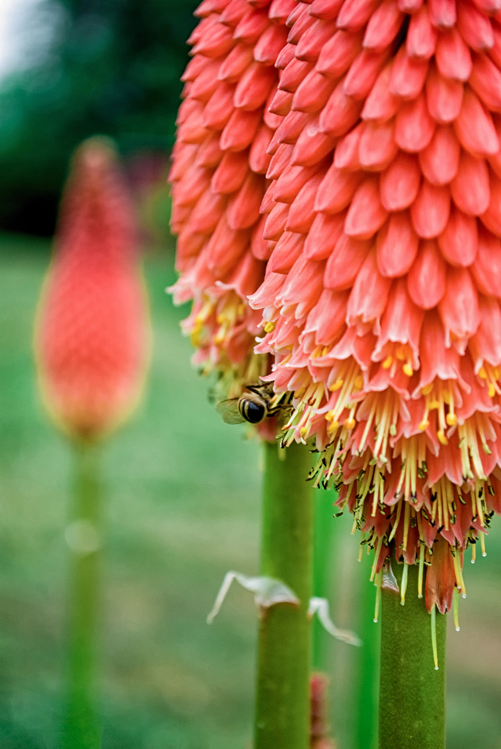Red Hot Pokers Floral Nature Photo DIY Wall Decor Instant Download Print - Printable - PIPAFINEART