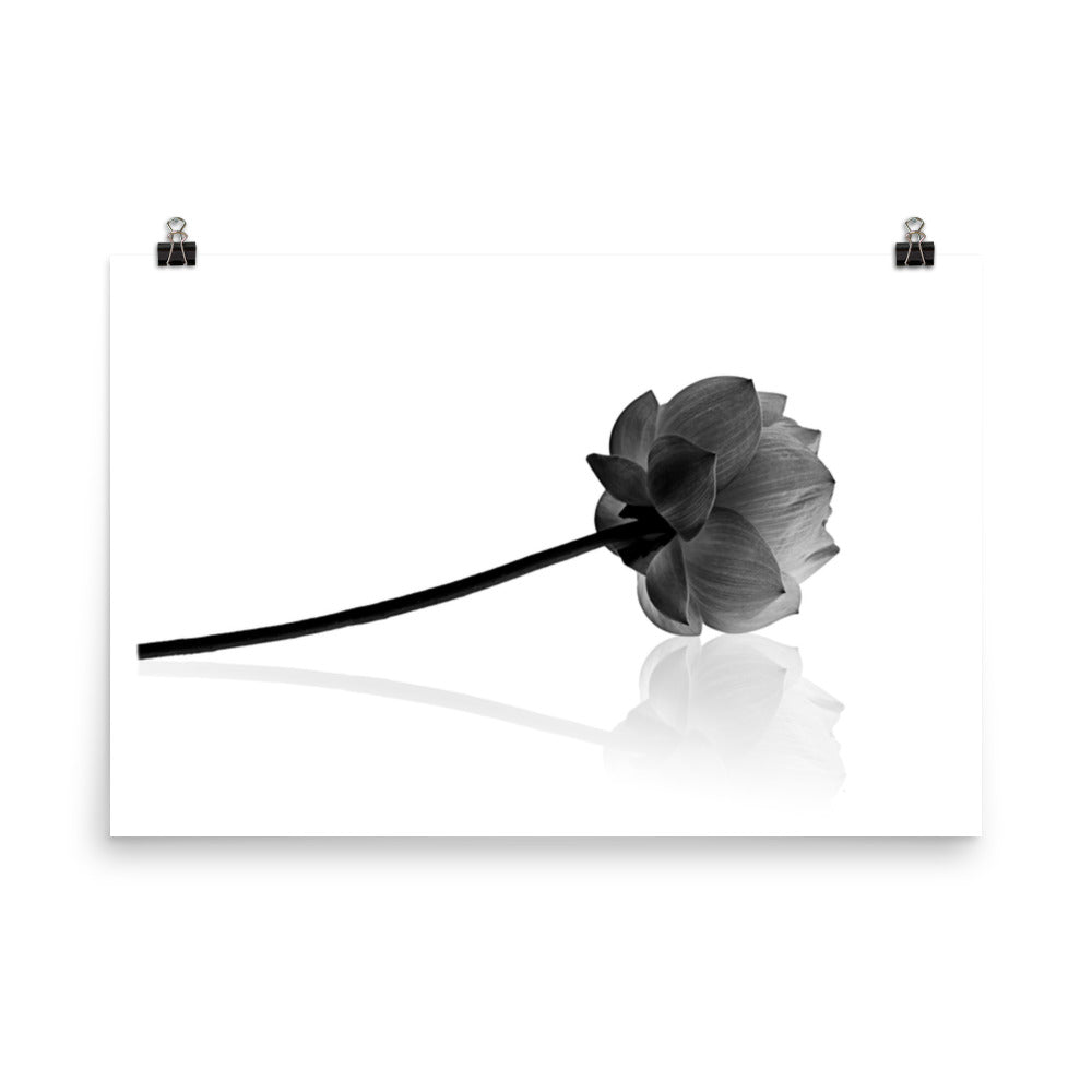 Resting Lotus Flower Black & White Floral Nature Photo Loose Flower Wall Art Print