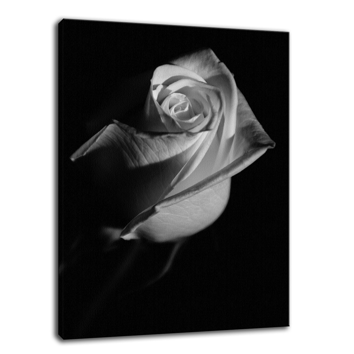 Rose on Black Black & White Nature / Floral Photo Fine Art Canvas Wall Art Prints - PIPAFINEART