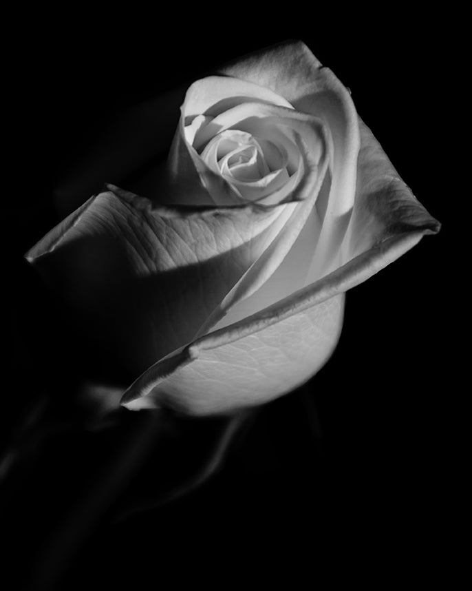 Rose on Black Black & White Nature / Floral Photo Fine Art Canvas Wall Art Prints - PIPAFINEART