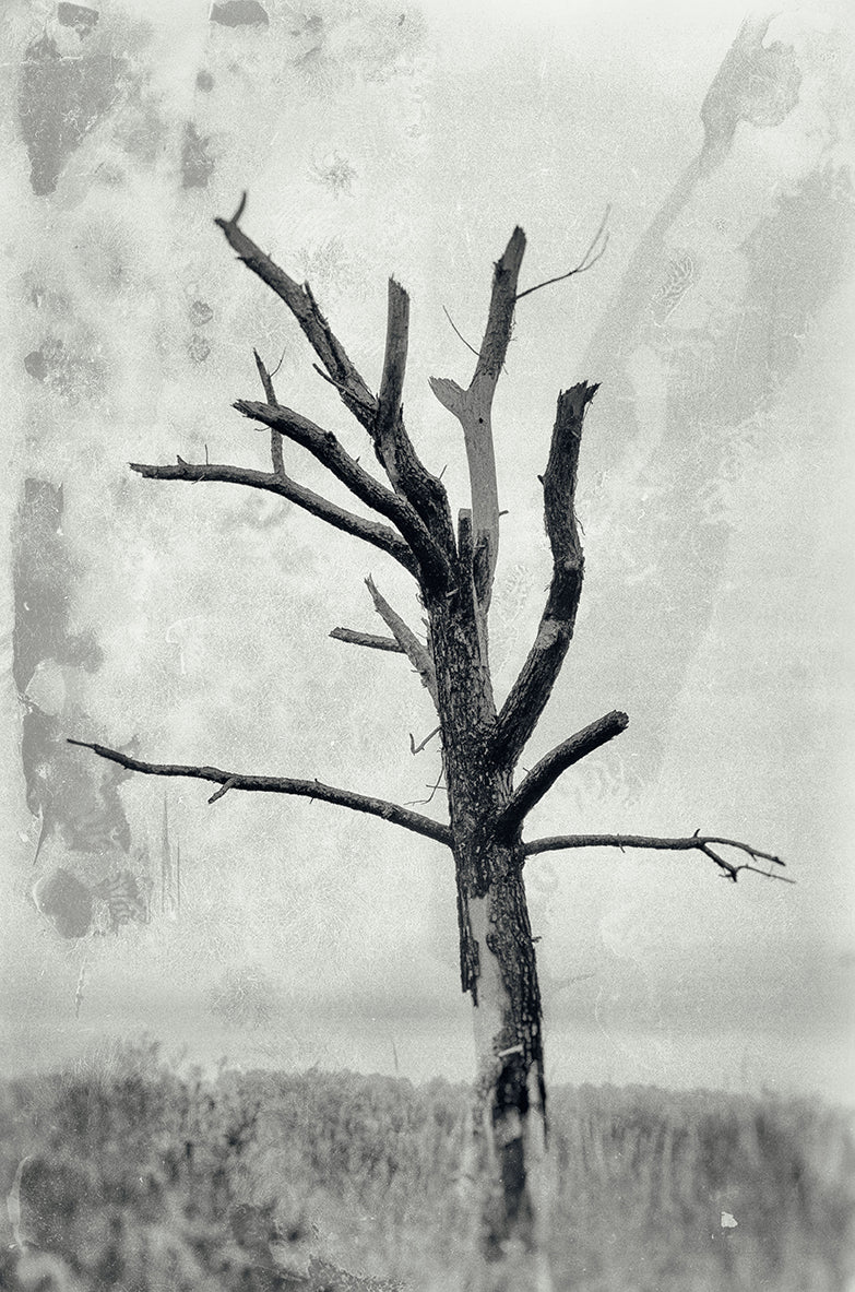 Rotting Away Alone Botanical / Nature Photo Fine Art Canvas Wall Art Prints - PIPAFINEART