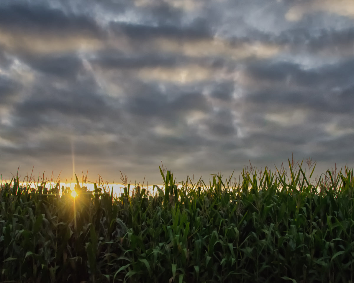 Rows of Corn Rural Landscape Photograph Fine Art Canvas Wall Art Prints - PIPAFINEART