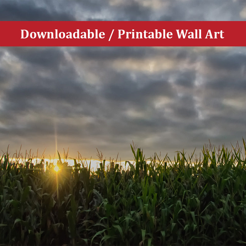 Rows of Corn Landscape Photo DIY Wall Decor Instant Download Print - Printable - PIPAFINEART